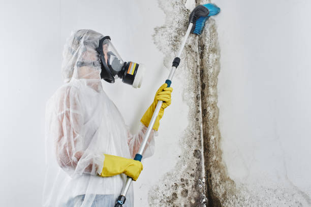 Best Post-Flood Mold Remediation in Grayson, GA