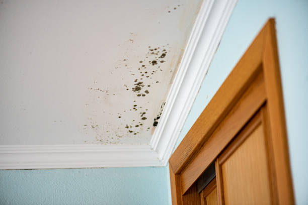Trusted Grayson, GA Mold Remediation Experts