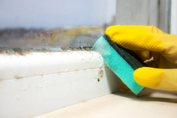 Best Basement Mold Remediation in Grayson, GA
